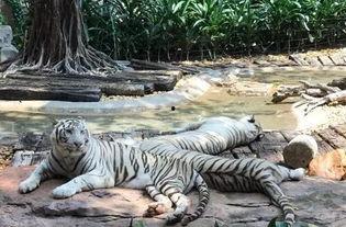 国产白虎一区,探寻东方武侠的传奇魅力  第2张