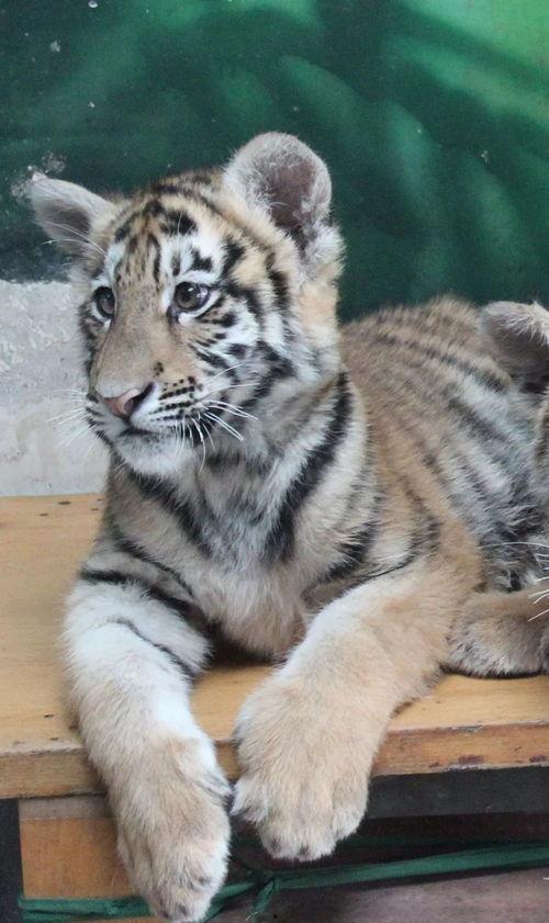 国产白虎一区,探寻东方武侠的传奇魅力  第3张