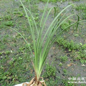 国产草b,绿色生态,引领未来农业发展新潮流 第2张 国产草b,绿色生态,引领未来农业发展新潮流 第2张